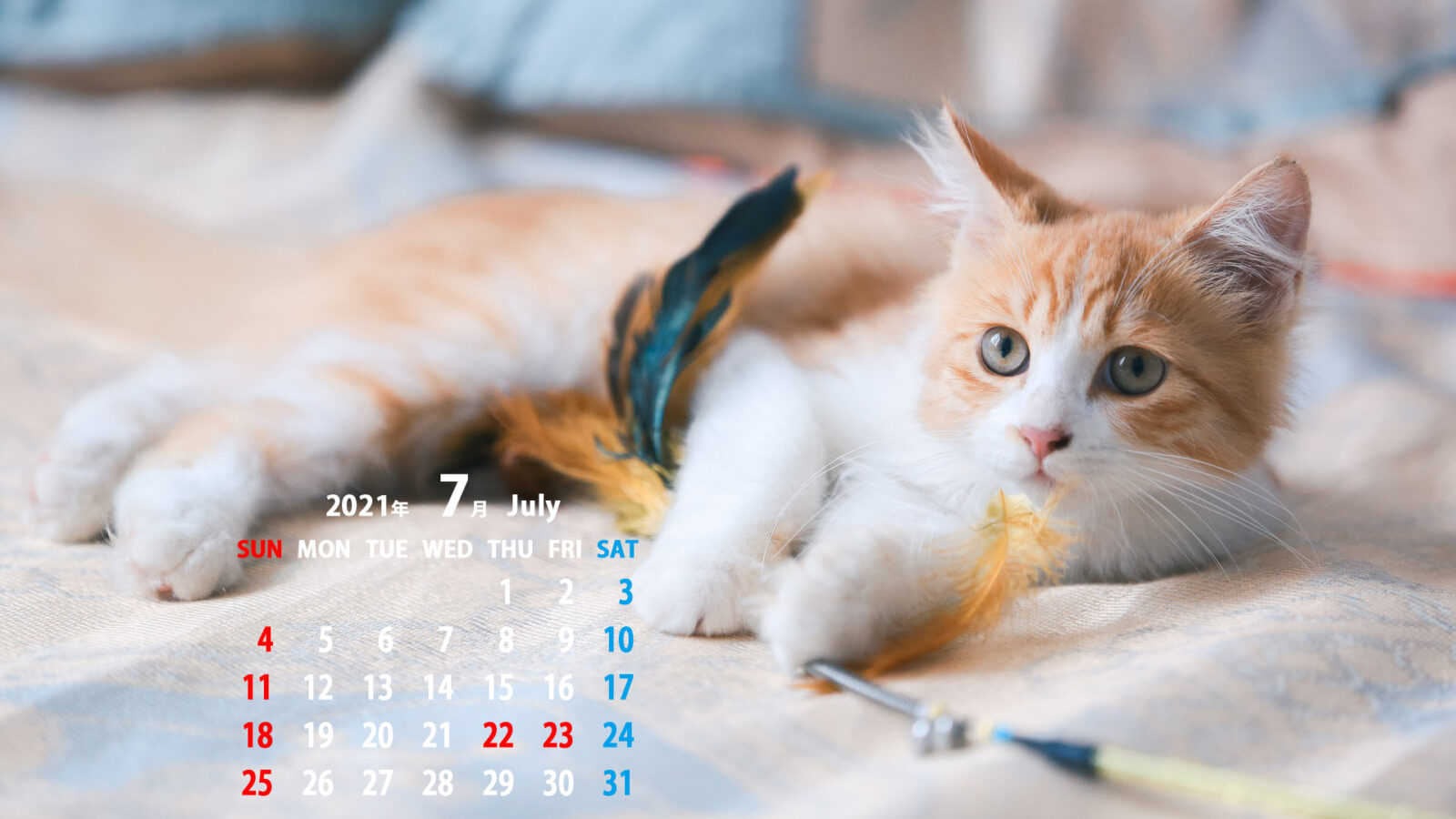 アウトドア 音声学 リネン デスクトップ 壁紙 猫 カレンダー Bs Harima Jp