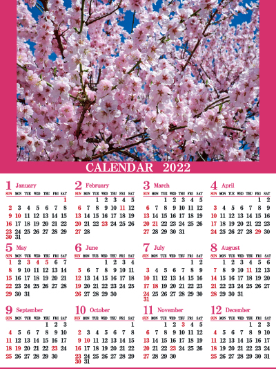1年カレンダー（2022年･令和4年）写真入り［サクラ］（400px）