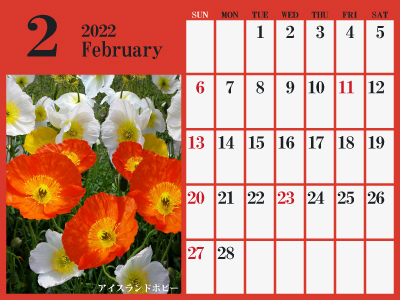 2022年2月シンプルカレンダー（アイスランドポピー）（400px）