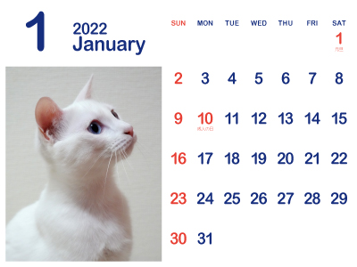 かわいくて美ニャン 白ねこ ブルーアイカレンダー 暦 22年 令和4年 まなびっと かわいくて美ニャン 白ねこ ブルーアイカレンダー 暦 22年 令和4年 まなびっと
