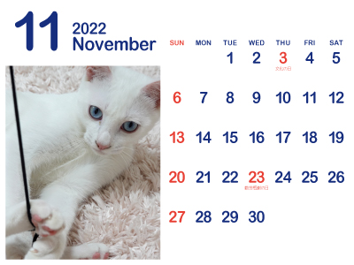 かわいい白猫カレンダー11（トリコ｜2022年11月）（400px）