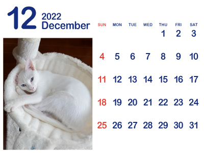 かわいい白猫カレンダー12（トリコ｜2022年12月）（400px）