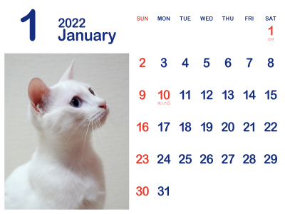 かわいい白猫カレンダー1（トリコ｜2022年1月）（400px）