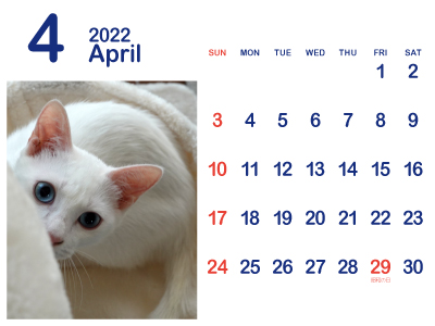かわいい白猫カレンダー4（トリコ｜2022年4月）（400px）