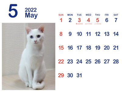 かわいい白猫カレンダー5（トリコ｜2022年5月）（400px）