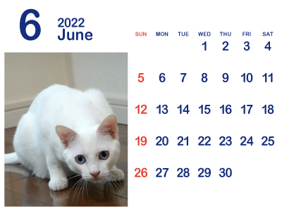 かわいい白猫カレンダー6（トリコ｜2022年6月）（400px）
