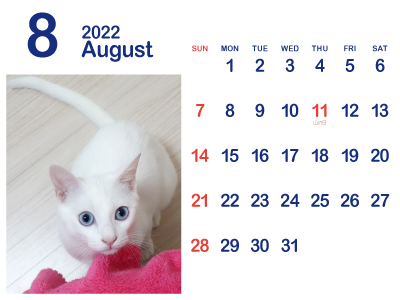 かわいい白猫カレンダー8（トリコ｜2022年8月）（400px）