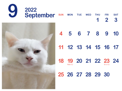 かわいい白猫カレンダー9（トリコ｜2022年9月）（400px）
